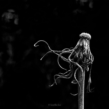 Leica M9.  90mm Elmar M with macro adaptor